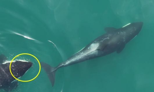 해조류를 입에 물고 ‘알로켈핑’(allokelping) 위해 다가가는 범고래 모습. Center for Whale Research