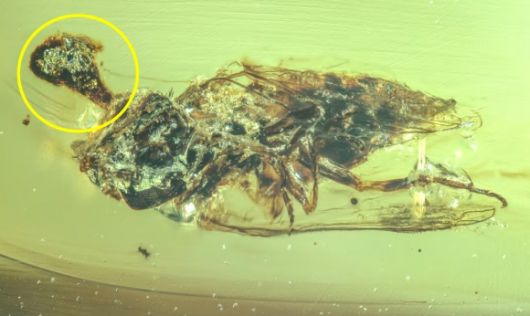 9900만년 된 호박에 갇힌 파리의 머리 부근에서 곰팡이가 자라난 것이 보인다. Nanjing Institute of Geology and Palaeontology; Chinese Academy of Sciences/NIGPAS
