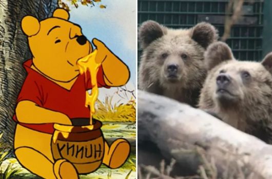 왼쪽은 ‘곰돌이 푸’, 오른쪽은 지난 23일(현지시간) 영국 데번주 야생동물 공원에서 서식 구역에서 탈출한 갈색곰 두 마리. 와일드우드 데번 제공