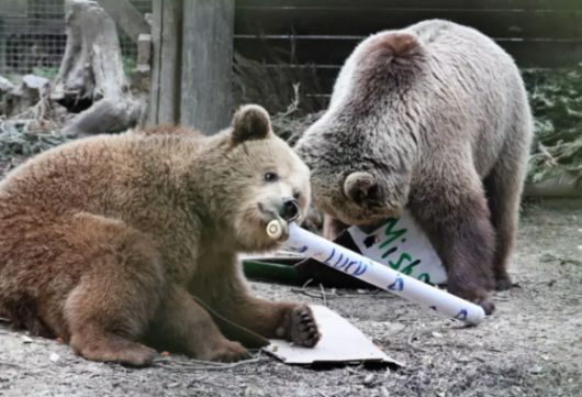 지난 23일(현지시간) 영국 데번주 야생동물 공원에서 서식 구역에서 탈출한 갈색곰 두 마리. 와일드우드 데번 제공