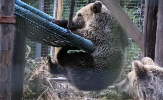 지난 23일(현지시간) 영국 데번주 야생동물 공원에서 서식 구역에서 탈출한 갈색곰. 와일드우드 데번 제공
