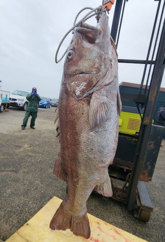 지난 2월 제주에서 잡힌 몸길이 180㎝의 초대형 돗돔 2025.2.18  연합뉴스. 독자 제공