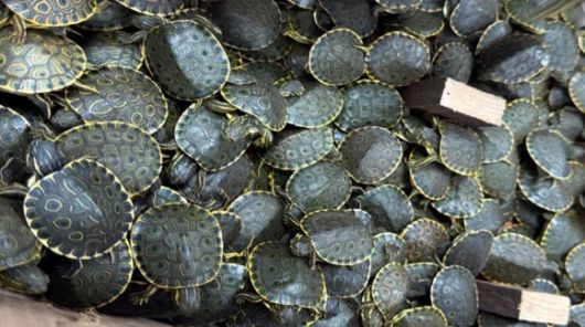 불심검문에서 구조된 새끼거북들. 멕시코 환경검찰 제공