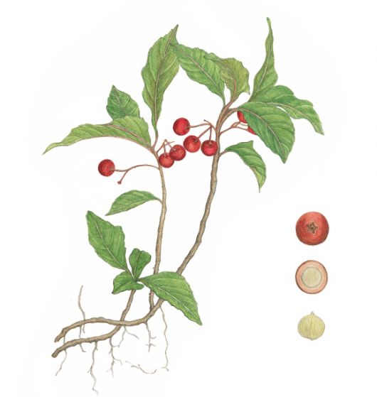 화훼산업에서 천냥금, 천량금으로 유통되는 자금우. 줄기에 털이 없으며, 잎은 가죽질이고 많은 톱니가 있다.