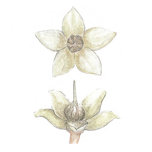 여름 동안 피는 자금우 꽃. 꽃이 진 후에 달리는 열매는 가을에 붉게 익어 다음해 봄까지 간다.