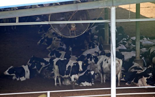 ‘덥소’ - 전국적으로 무더위가 기승을 부린 2일 경남 함안군 법수면 한 축사에서 젖소들이 대형 선풍기 바람을 쐬며 더위를 식히고 있다.  뉴스1