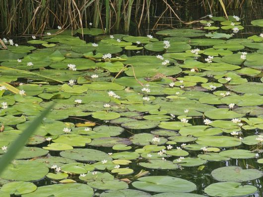 당진 합덕제 에 핀 ‘하얀 어리연꽃. 당진시 제공