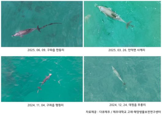 폐어구에 걸린 행운이의 날짜별 변화 모습. 다큐제주·제주대학교 고래·해양생물보전연구센터 제공