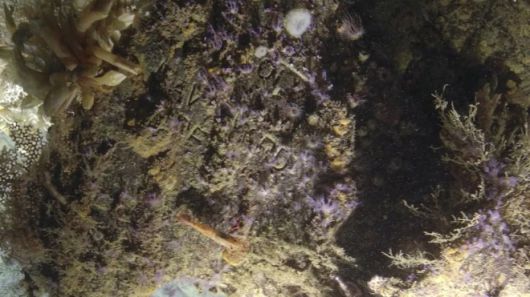 ‘네이비 야드’(Navy Yard)라로 새겨진 문자 덕에 이 난파선이  USS 뉴올리언스인 것으로 확인됐다. Ocean Exploration Trust