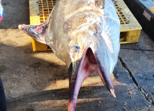삼척에서 잡힌 황새치. 정연철 삼척시의원 제공