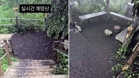 지난달 28일 인천 계양구 계양산 정상을 점령한 러브버그 사체들. 사진 SNS 캡처