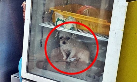 31일 부산 중부경찰서에 따르면 지난 29일 오후 8시 10분쯤 동물 학대 의심 신고가 접수됐다. 한 피자가게 냉장고 안에 반려견이 감금돼 있으며 견주의 학대가 의심된다는 내용이었다. 2025.7.31 온라인 커뮤니티