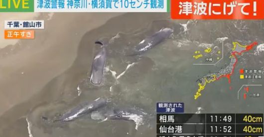 일본 현지시간으로 30일 지바현 다테야마시 해변에 고래 4마리가 떠밀려 와 있다. 현지 뉴스 캡처