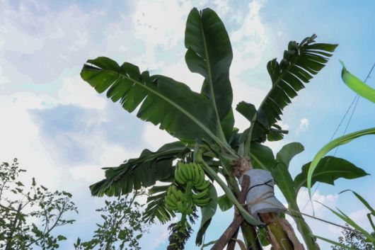 한국도 이제 열대 기후? - 연일 무더위가 이어지고 있는 29일 서울 노원구 천수주말농장 녹색어울림 교육장에 열대과일인 바나나가 열려있다. 2025.7.29 연합뉴스