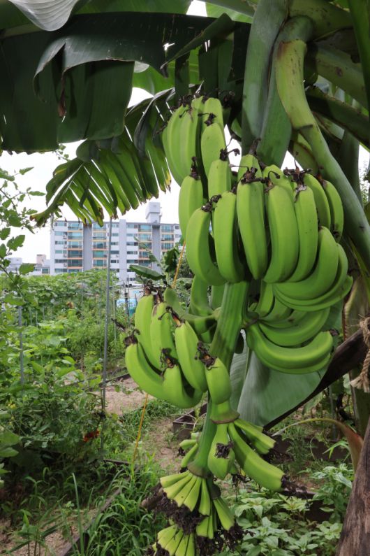 ‘서울에도 바나나가 열립니다’ - 연일 무더위가 이어지고 있는 29일 서울 노원구 천수주말농장 녹색어울림 교육장에 열대과일인 바나나가 열려있다. 2025.7.29 연합뉴스