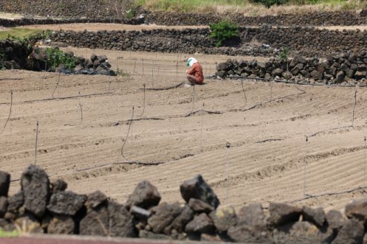 애타는 농심 - 지난 29일 오후 제주시 구좌읍의 한 밭에서 농민이 급수장치를 손보고 있다. 연합뉴스