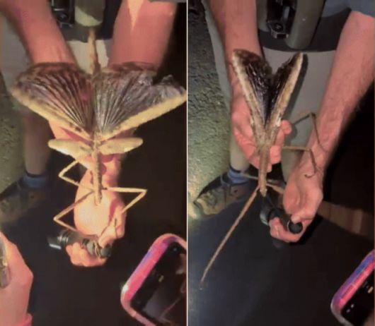 호주 퀸즐랜드주 북부 고지대 애서튼 테이블랜드의 열대우림에서 ‘아크로필라 알타’로 명명된 신종 대벌레가 발견됐다. 호주 제임스쿡대 제공