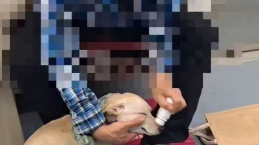 지하철에서 한 남성이 반려견의 온몸에 물파스를 바르는 모습이 포착돼 공분을 사고 있다. 인스타그램(@care_korea_official) 갈무리