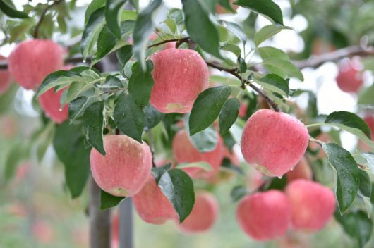 전국 최고 품질을 자랑하는 ‘청송사과’가 탐스럽게 익어가고 있다. 청송군 제공