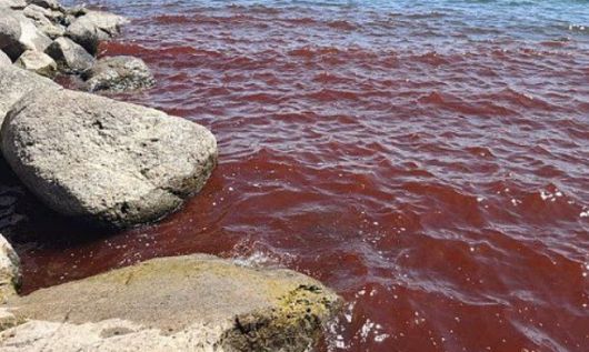 이스라엘 북부에 위치한 성경 속 갈릴리 호수가 최근 붉게 물들어 현지 주민과 관광객들 사이에서 “종말의 징조”라며 공포가 확산하고 있다. 이스라엘 자연 및 공원 관리청