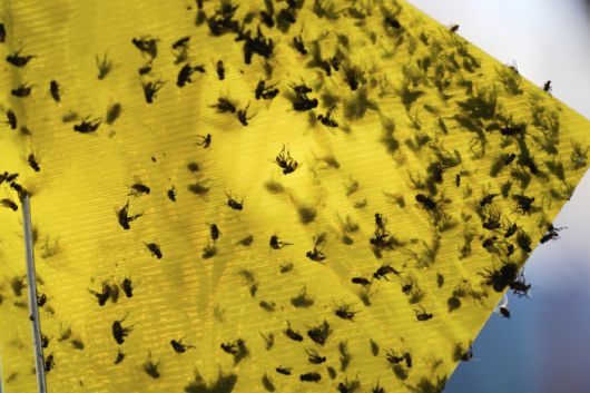 2025년 7월 29일 화요일, 멕시코 소노라 주 에르모실로에서 열린 소 경매장 근처에서 다양한 종의 파리들이 덫에 걸려 있다. AP 연합뉴스