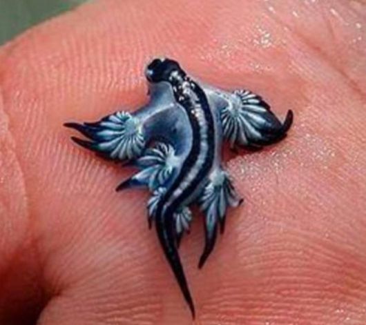 스페인에서 발견된 푸른갯민숭달팽이(블루 드래곤) 자료사진