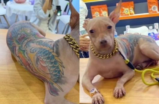 중국 상하이에서 열린 아시아 최대 규모 펫 박람회에 몸통 전체에 문신을 새긴 개가 등장해 논란이 됐다. 중국 SNS ‘Red Note’ 캡처