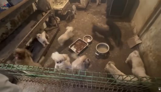 강아지 105마리가 브루셀라병 확진을 받은 인천 강화군의 한 동물 번식장 모습. 유튜브 채널 ‘견생역전’ 캡처