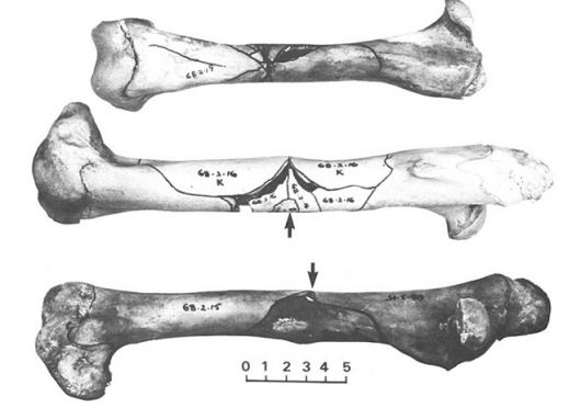 멸종 캥거루의 대퇴골 화석. Credit: Alcheringa: An Australasian Journal of Palaeontology (2008). DOI: 10.1080/03115518008619643