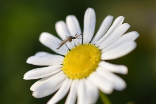 꽃의 꿀과 이슬을 주요 먹이로 삼는 모기. 픽사베이
