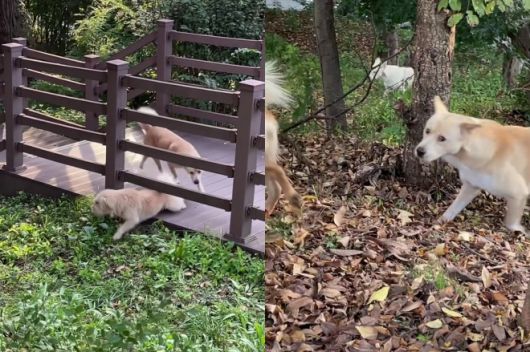 2025년 10월 서울대 수의과대학 인근에 출몰한 들개떼. 스레드 캡처