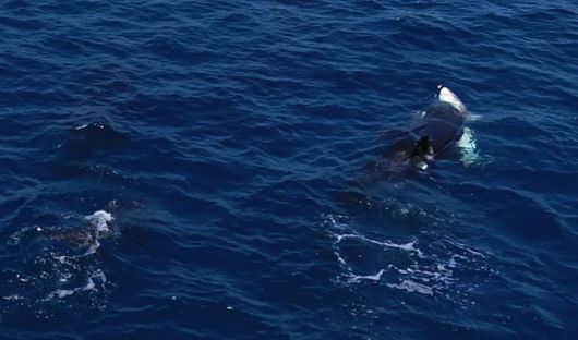 백상아리를 사냥하는 범고래 모습. 영상 캡처