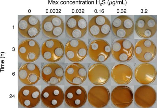 (황화수소에 노출시킨 무좀균 (Trichophyton rubrum). (Credit: Scientific Reports (2025). DOI: 10.1038/s41598-025-22062-7)