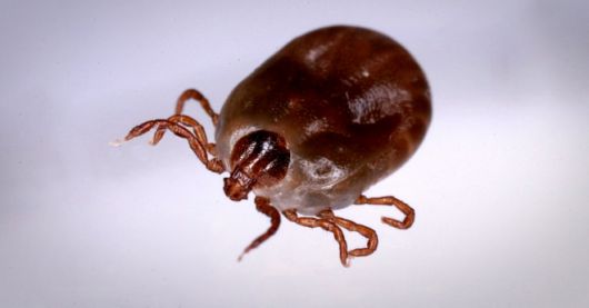 작은소참진드기(Haemaphysalis longicornis). 한국과 중국, 일본 등지에 서식하며 사진은 바이러스를 옮긴 것으로 추정되는 중증열성혈소판감소증후군(SFTS) 발병 원인으로 지목된다. 출처=연합뉴스