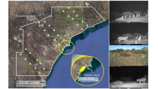 노란색 원 부분이 마젤란펭귄의 서식지. 출처=Serota et al. / Proc B