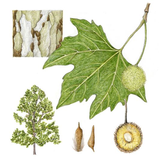 대기오염과 도시의 열기를 잘 견디는 양버즘나무. 수피가 잘 벗겨지는 이 나무의 특성은 오염물질을 배출하는 데에 도움이 된다.