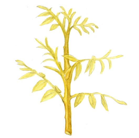 가지와 잎이 노란 황금회화나무. 잎이 떨어진 후에도 뚜렷한 노란 수피 덕분에 겨울 정원을 위한 수종으로 인기가 있다.