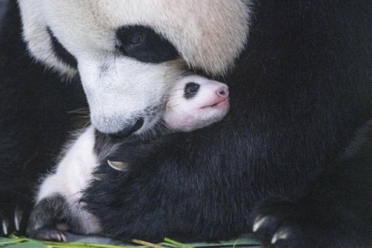 50일을 맞은 푸바오. 에버랜드 제공.