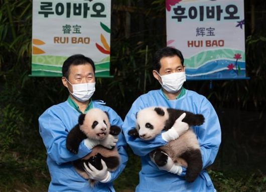‘자이언트 판다’ 아이바오와 러바오 사이에서 태어난 쌍둥이 판다인 루이바오(왼쪽)과 후이바오가 12일 오전 경기도 용인시 에버랜드 판다월드에서 언론에 첫 공개되고 있다. 2023.10.12 뉴스1