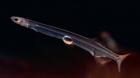 아시아 누들 피시. 사진=Xuhongyi Zhen