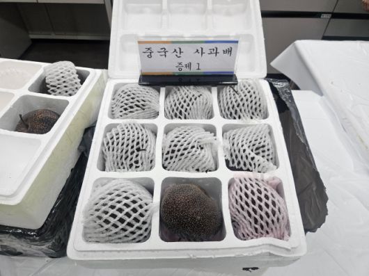 중국산 사과배(수입금지품) 적발 관련 사진. 농림축산식품부 제공