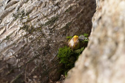 산림청 국립산림과학원 제공