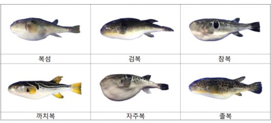 복어. 식품의약품안전처