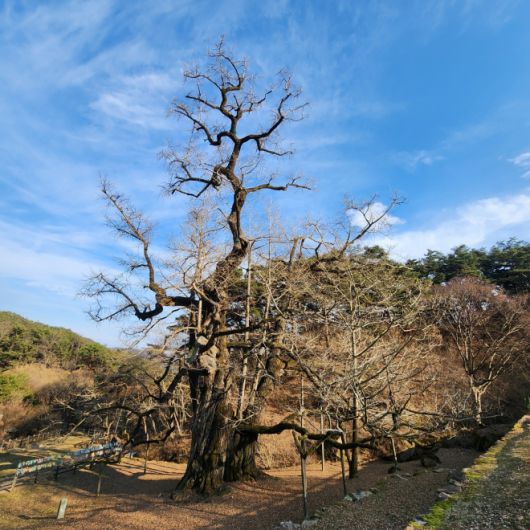 천태산 자락 영국사 은행나무