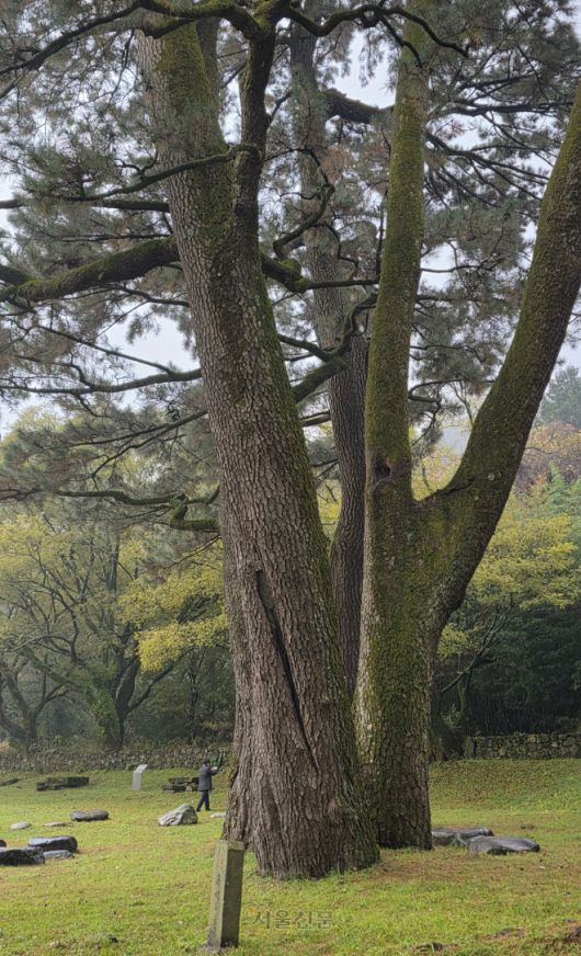 거대한 둥치의 산천단 곰솔. 거의 알려지지 않은 곳으로 한라산 중산 간에 있다.