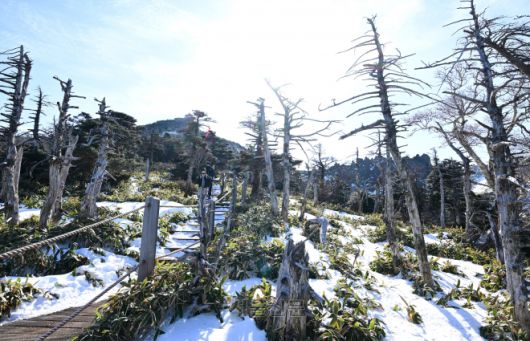 한라산 정상부에선 시로미, 암매 등 보기 드문 식물과 만날 수 있다.