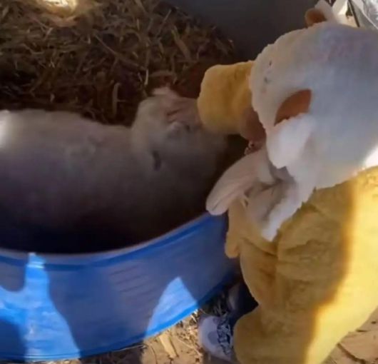 아이들이 다가가면 온순하게 변하는 양이 ‘연기 천재’로 화제가 되고 있다. 지무신문 캡처