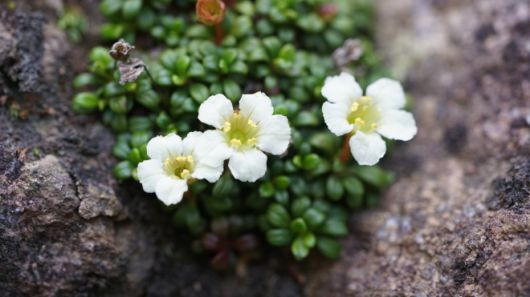 한라산에서 가장 키가 작은 고산식물로 알려진 암매는 한라솜다리와 함께  멸종위기 야생생물 Ⅰ급에 속한다. 이번 학회지에 암매도 함께 소개됐다. 세계유산본부 한라산국립공원 제공