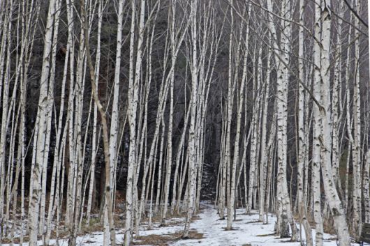 태백산 인근 지지리골 자작나무숲은 율동감 있는 산책 코스가 낭만적인 분위기를 연출한다. 초록뿔언덕 제공