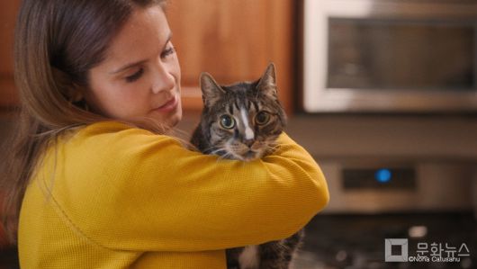 아메리칸 캣츠, 좋은 놈, 나쁜 놈, 귀여운 놈/사진제공=EBS